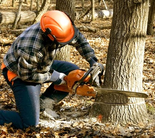 Tree Removal in Westerville, OH